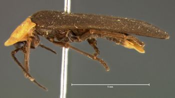 Media type: image;   Entomology 2772 Aspect: habitus lateral view